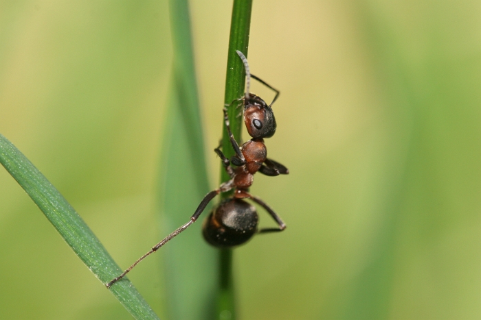 Macro fourmis chalet - 027